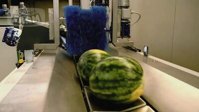 (ویدئو) ببینید چگونه هزاران تن هندوانه برداشت و در کارخانه بسته بندی می شود