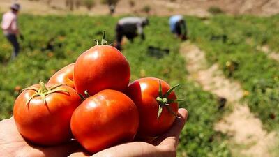 عرضه مازاد بر نیاز گوجه‌فرنگی در بازار و تبعات آن