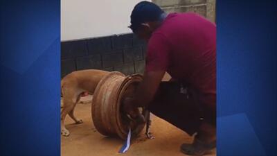 نجات دادن یک سگ از طوقه ماشین (فیلم)
