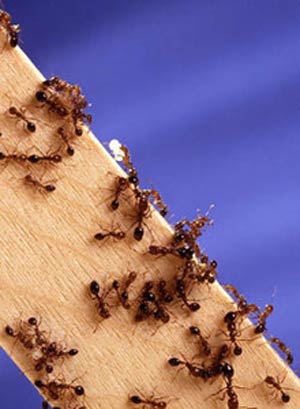 چطور مورچه ها راه لانه شان را پیدا می کنند؟