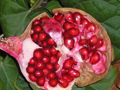 انار میوه‌ای با دانه‌های شفابخش