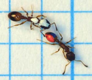مورچه های معلم