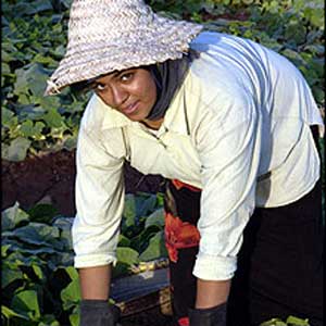 دولت ژاپن و کارآفرینی زنان