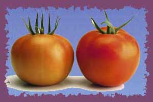 گوجه فرنگی ضد سرطان و پیری است