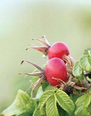 درمان آرتریت با میوه گل سرخ