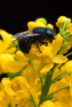 آیا ‌می‌دانید زنبورها به کمک نور خورشید محل شهد گل را به هم نشان می دهند؟