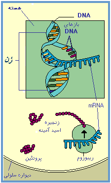 RNA  می‌دهد DNA می‌دهد پروتئین