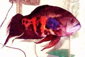 معرفی ماهی آکواریومی-اسکار((ASTRONORUS OCELLATUS))