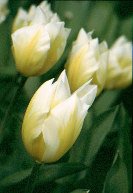گل لاله TULIPA