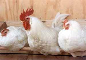ارزیابی کیفیت پوسته تخم مرغ در مرغ های آلوده با Salmonella enteritidis
