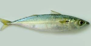 ماهی طلال