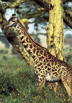 طول بلندترین حیوان چقدر است؟
