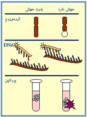روش آزمایش ژنتیک: سه روش متداول