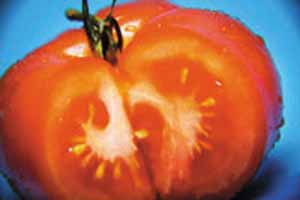 گوجه فرنگی و درمان سرطان