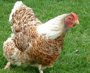 تغییرات بدن طیور طی دوره تولید تخم مرغ