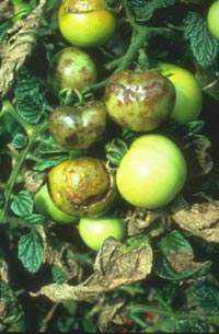 بیماری سفیدک گوجه فرنگی، به سیب زمینی نیز آسیب می رساند.