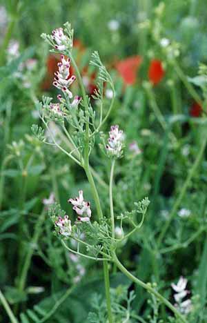 تعیین مقدار ماده موثر گیاه شاتره گل‌ریز (.Fumaria parviflora Lam)