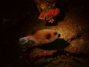 بادکنک ماهی زیتونی