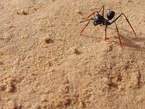 مورچه ها حساب می دانند!
