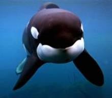 ۱۲ و ۱۳ دسامبر ۲۰۰۳ ـ پوشش بی سابقه ای که رسانه ها به مردن یک نهنگ دادند که باید از این قدرت خود برای رفع دشواری های روز افزون بشر استفاده کنند