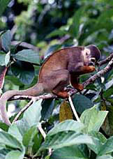 میمون سنجاب نما (سنجابی)