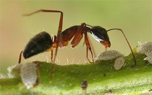 مورچه های آرواره کدامند؟