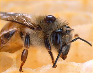 درمان بیماری ها با نیش زنبور