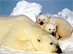 ۱ آوریل ـ مسئله محیط زیست - خرس قطبی هم در معرض خطر