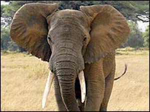 آیا می دانید که گوش فیل آفریقایی ...