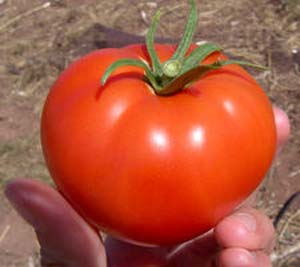 خواص ضدسرطانی گوجه فرنگی