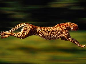 سریع‌ترین حیوانات جهان