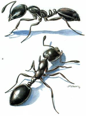 مورچه ها چگونه راه خود را پیدا می کنند؟