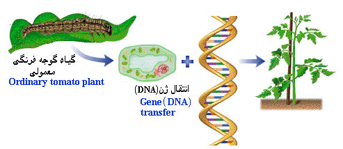 گیاهان و مهندسی ژنتیک