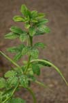 مطالعه نقش احتمالی سیستم های سروتونرژیک و اوپیوییدی در بی دردی ناشی از تجویز عصاره برگ گیاه شنبلیله، Trigonella foenum-graecum
