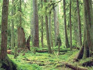 ارزش‌گذاری اقتصادی جنگل‌ها