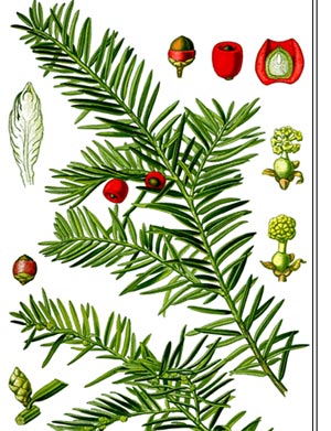 گیاه سرخدار (Taxus baccata L.)