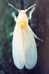 ارزیابی کنترل تلفیقی سفید بالک گلخانه Trialeurodes vaporariorum West. با استفاده از بالتوری سبزChrysoperla carnea (Steph.) و حشره کش کونفیدر در شرایط گلخانه