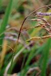 مطالعه تنوع بیماری زایی درجمعیت قارچ Magnaporthe grisea، عامل بیماری بلاست برنج در استان گیلان