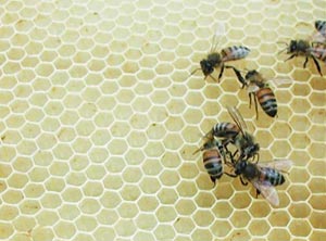 نکاتی مهم در زمستان گذرانی برای کندوهای زنبوران عسل