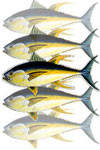 بافت‌شناسی تخمدان ماهی تون زرد باله (Thunnus albacares) در منطقه چابهار (دریای عمان)