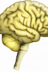 بررسی هپیوکالمی در پیش آگهی بیماران سکته مغزی