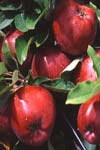 انتخاب بهترین رقم گرده زا برای برخی از ارقام تجاری سیب ایرانی