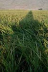 اثر آفت کش های مصرفی در مزارع برنج بر روی جوانه زنی اسپور و رشد شعاعی قارچ .Vuill ؛(Bals)؛ Beauveria bassiana جدا شده از کرم ساقه خوار نواری برنج (Chilo suppressalis Walk) در شرایط آزمایشگاهی