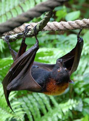 خفاش ها جاذبه ای دل انگیز برای علاقه مندان اکوتوریسم و طبیعت