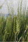 بررسی تنوع ژنتیکی و تجزیه عامل‌ها برای ویژگی ‌های زراعی در گندم دوروم