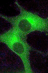 بررسی اثر فاکتور MAPKI) Mitogen Activated Protein Kinase Inhibitor) بر روی سلول‌های بنیادی مزانشیمی در محیط کشت