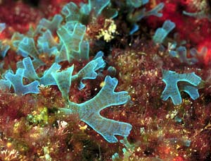 تولید فرآورده های دارویی از جلبک های دریایی