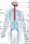 سیستم عصبی و نقش و اثر آن در ترمیم، بازسازی و بهبود کار عضلات مخطط