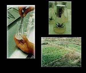 فناوری نانو در کشاورزی و صنایع غذایی