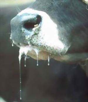 تب شیر در گاو